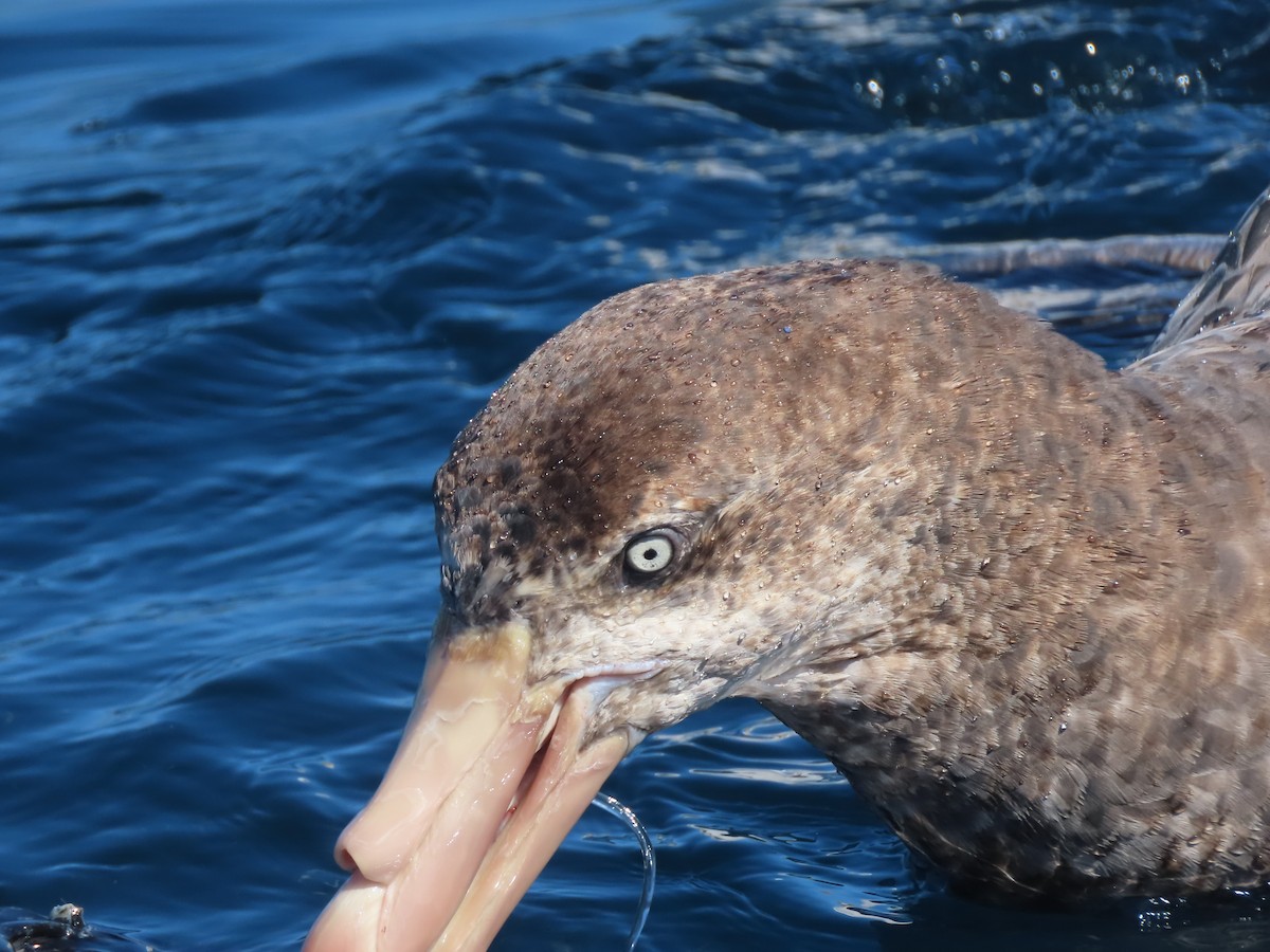 Northern Giant-Petrel - ML628193771