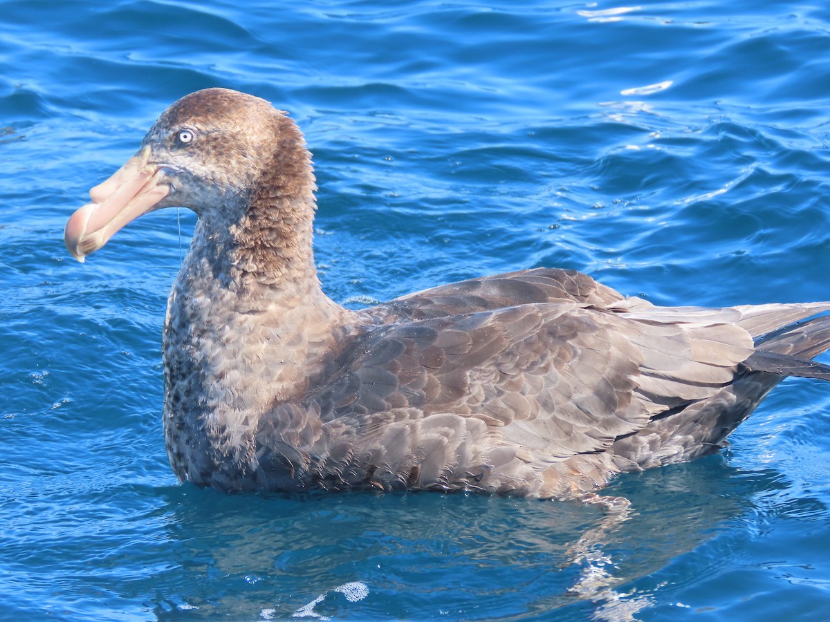 Northern Giant-Petrel - ML628193772