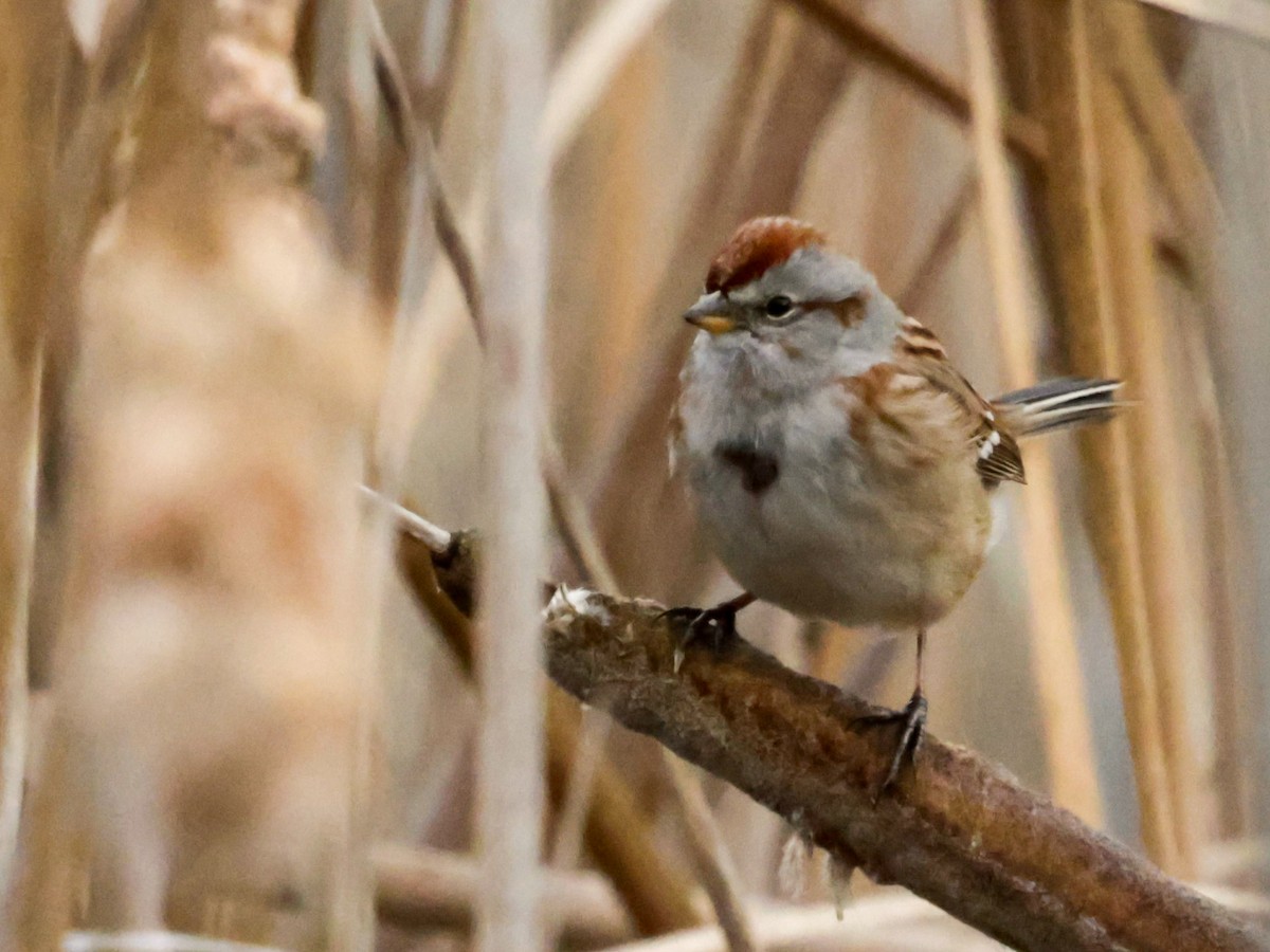 American Tree Sparrow - ML628193795