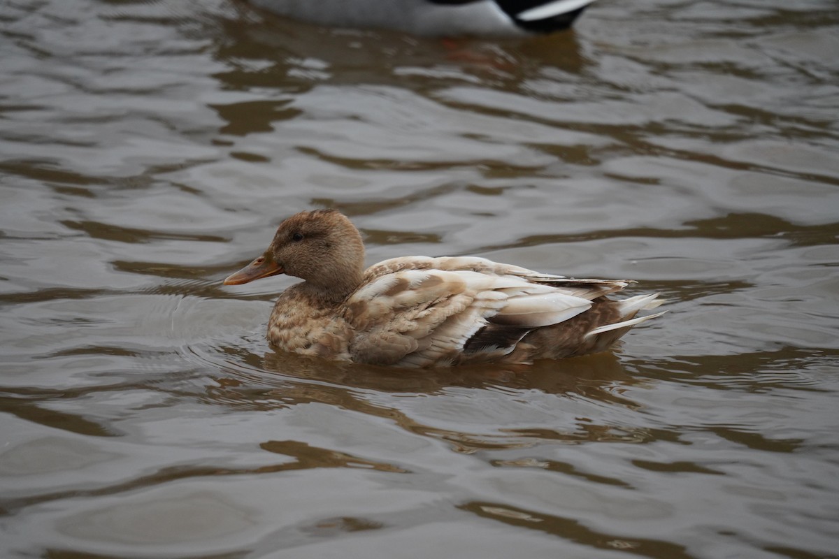 Зэрлэг нугас - ML628193826