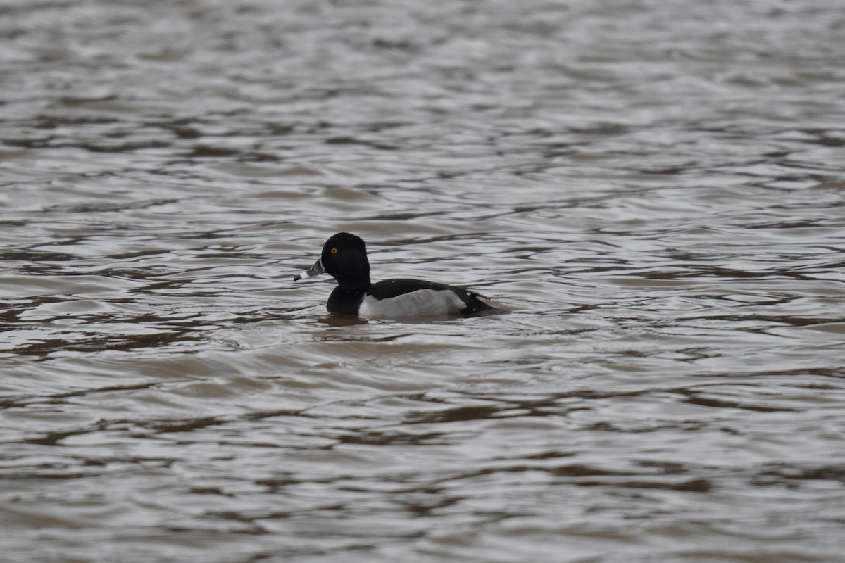 Ring-necked Duck - ML628193832