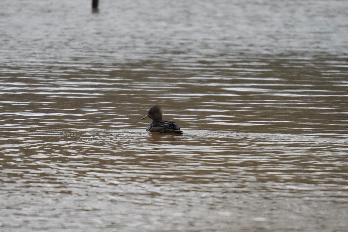 Hooded Merganser - ML628193844