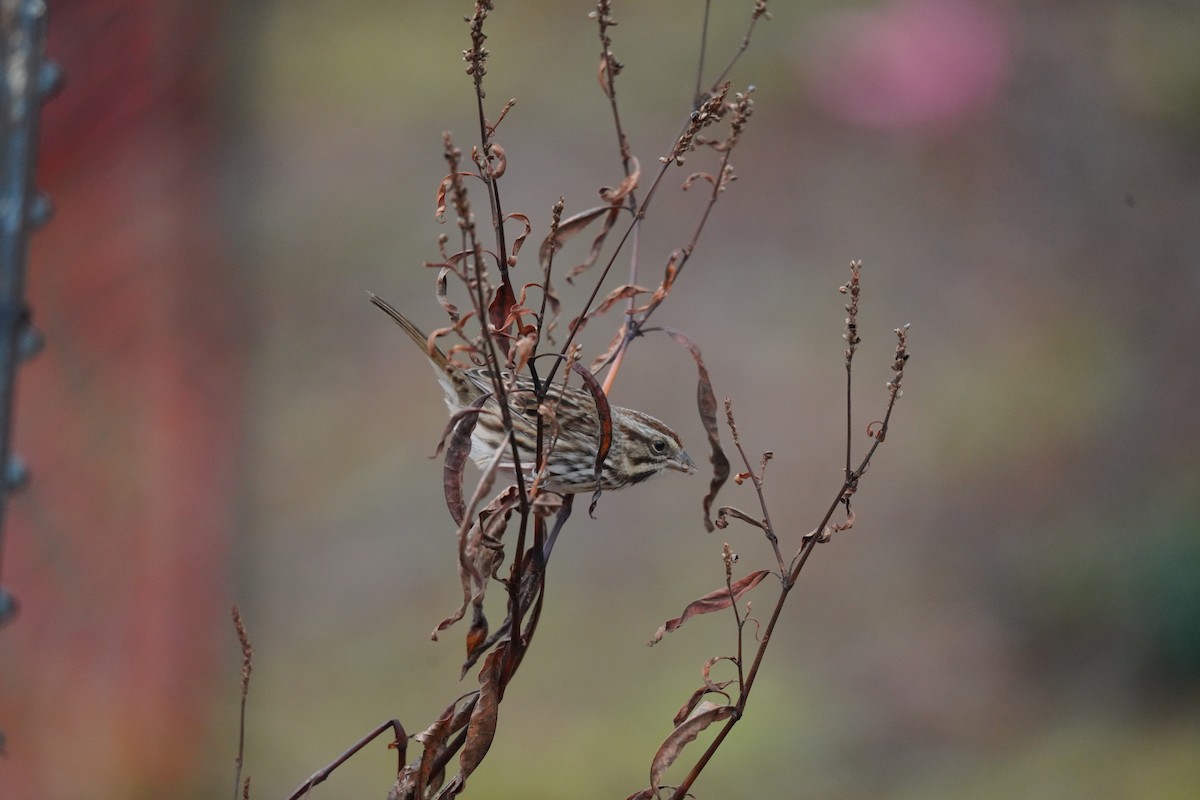 Song Sparrow - ML628193878