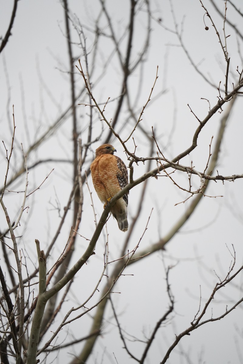 Red-shouldered Hawk - ML628193895