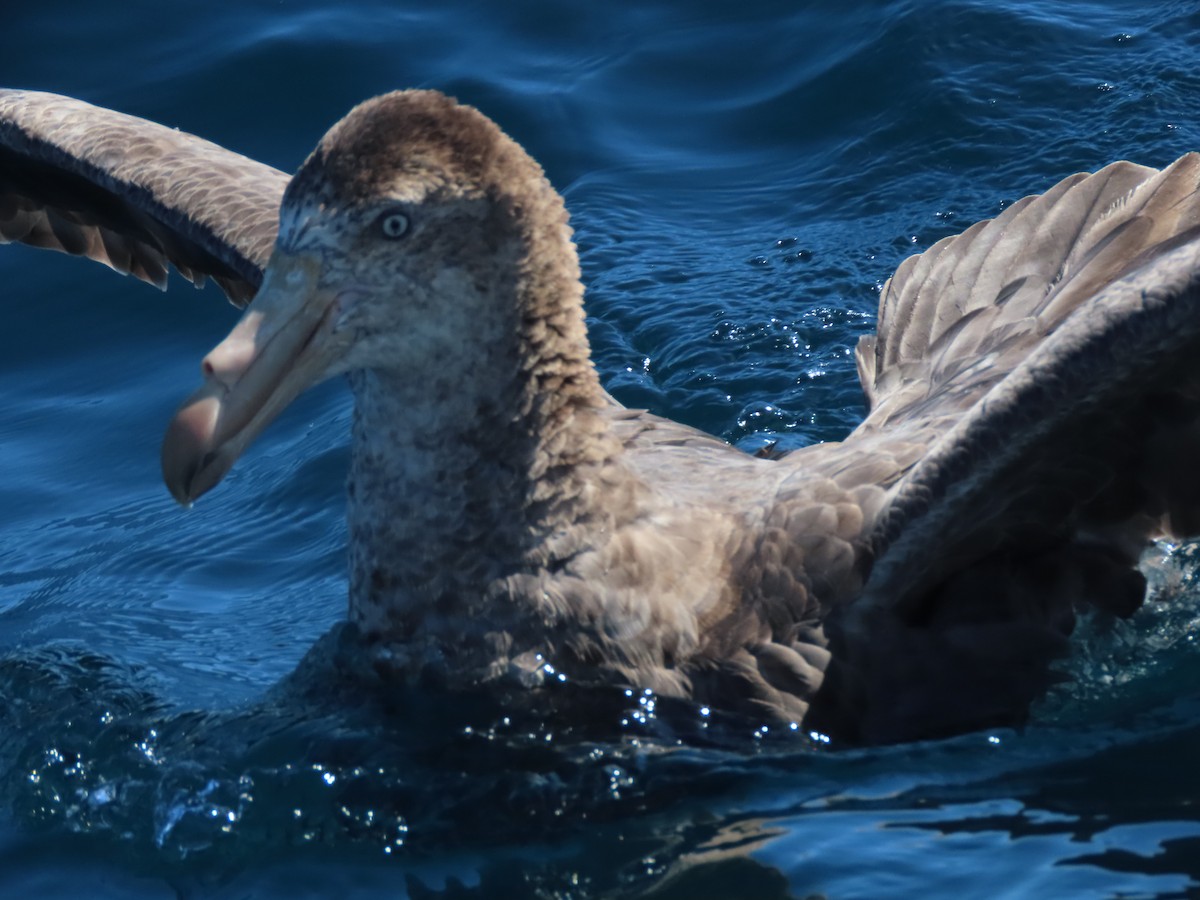 Northern Giant-Petrel - ML628193898