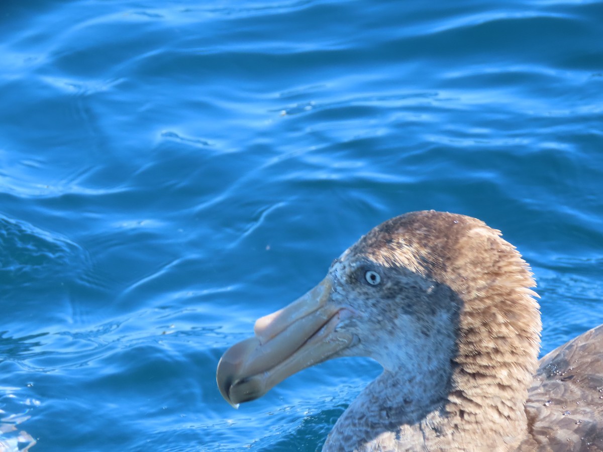 Northern Giant-Petrel - ML628193899