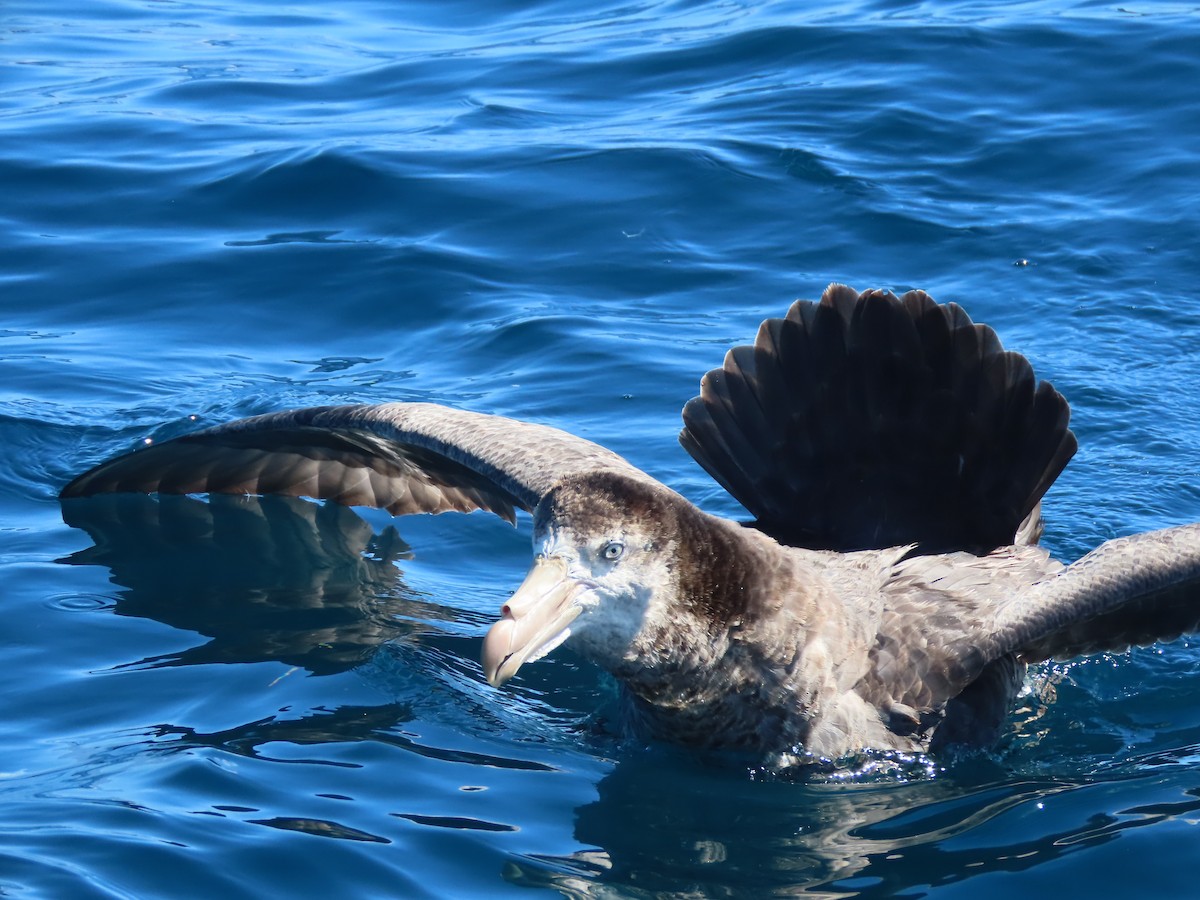 Northern Giant-Petrel - ML628193900