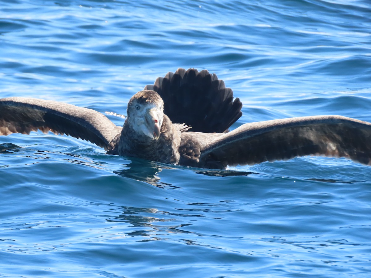 Northern Giant-Petrel - ML628193901