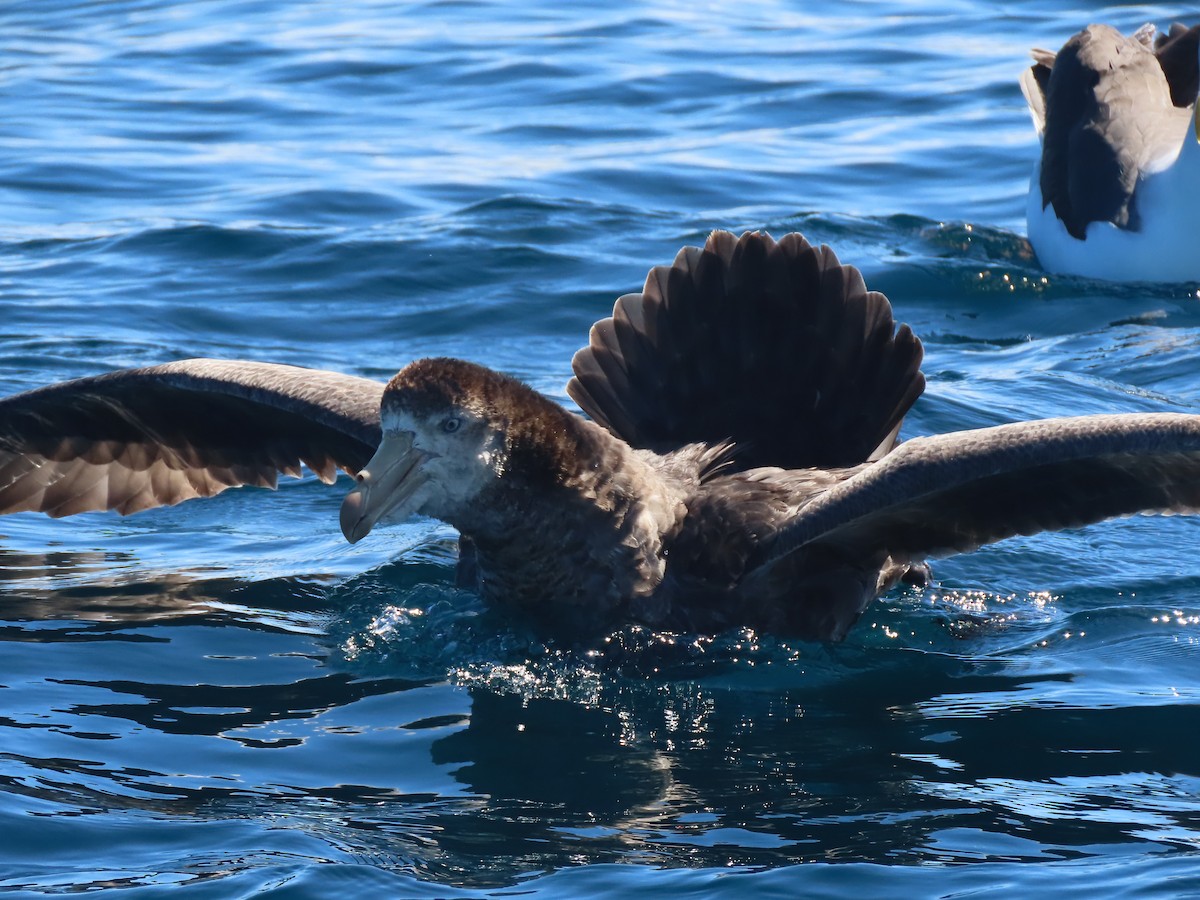 Northern Giant-Petrel - ML628193902