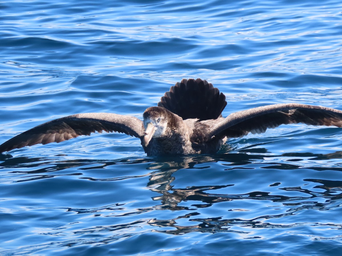 Northern Giant-Petrel - ML628193903