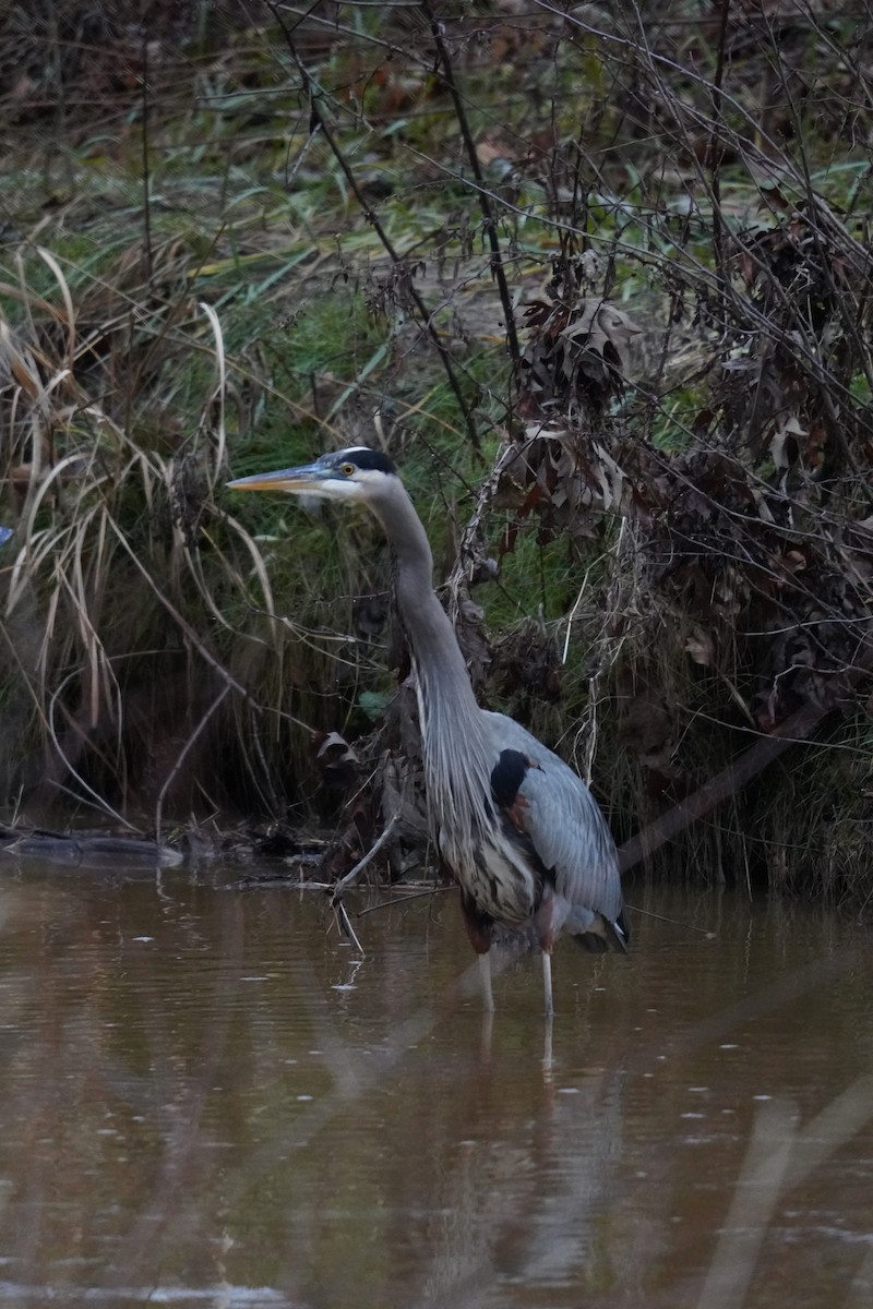 Great Blue Heron - ML628193938