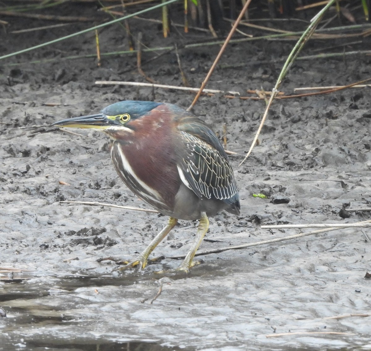 Green Heron - ML628193977