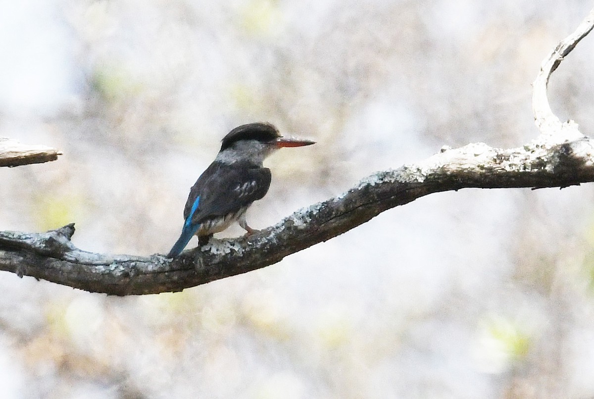 Striped Kingfisher - ML628194109