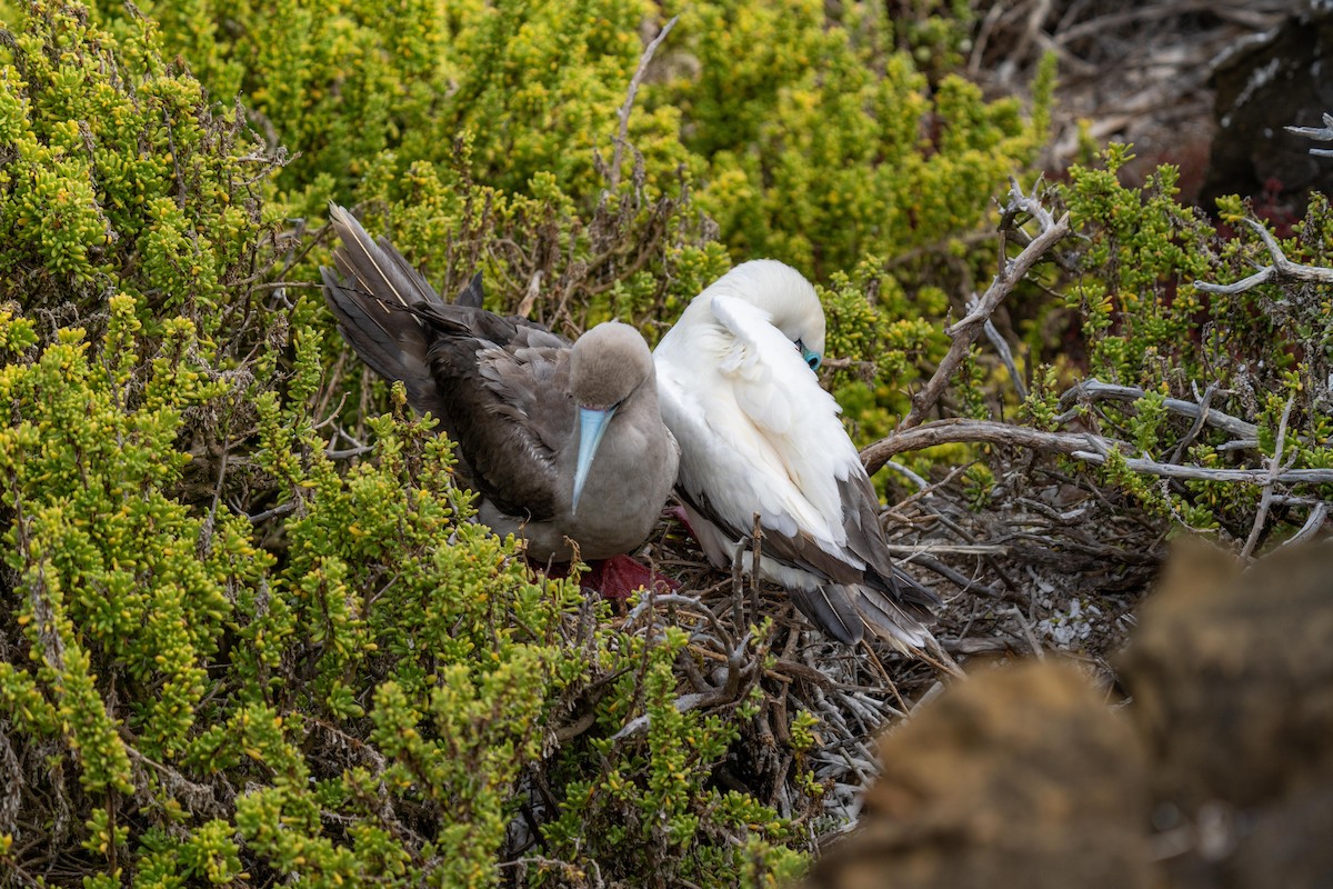Red-footed Booby (Eastern Pacific) - ML628194287