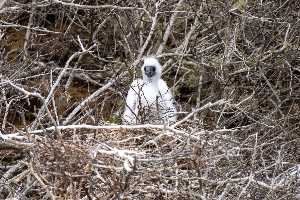 Red-footed Booby (Eastern Pacific) - ML628194297