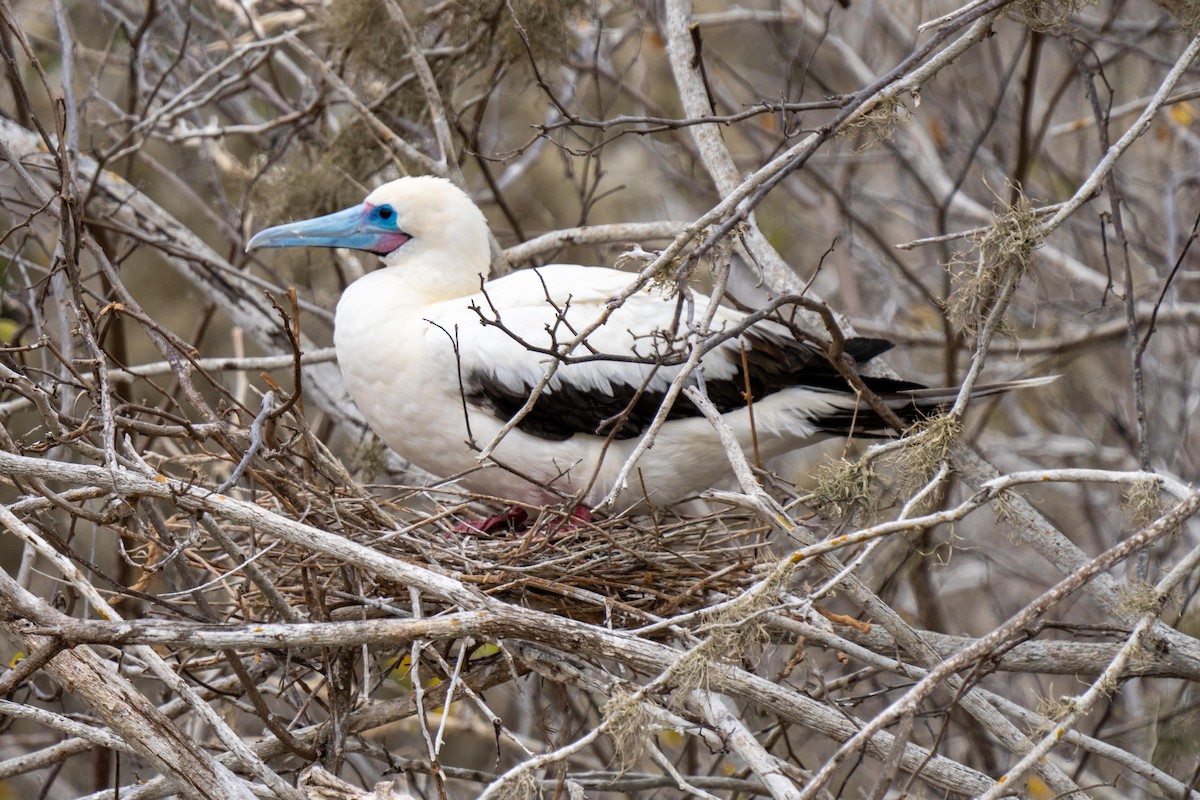 Red-footed Booby (Eastern Pacific) - ML628194298