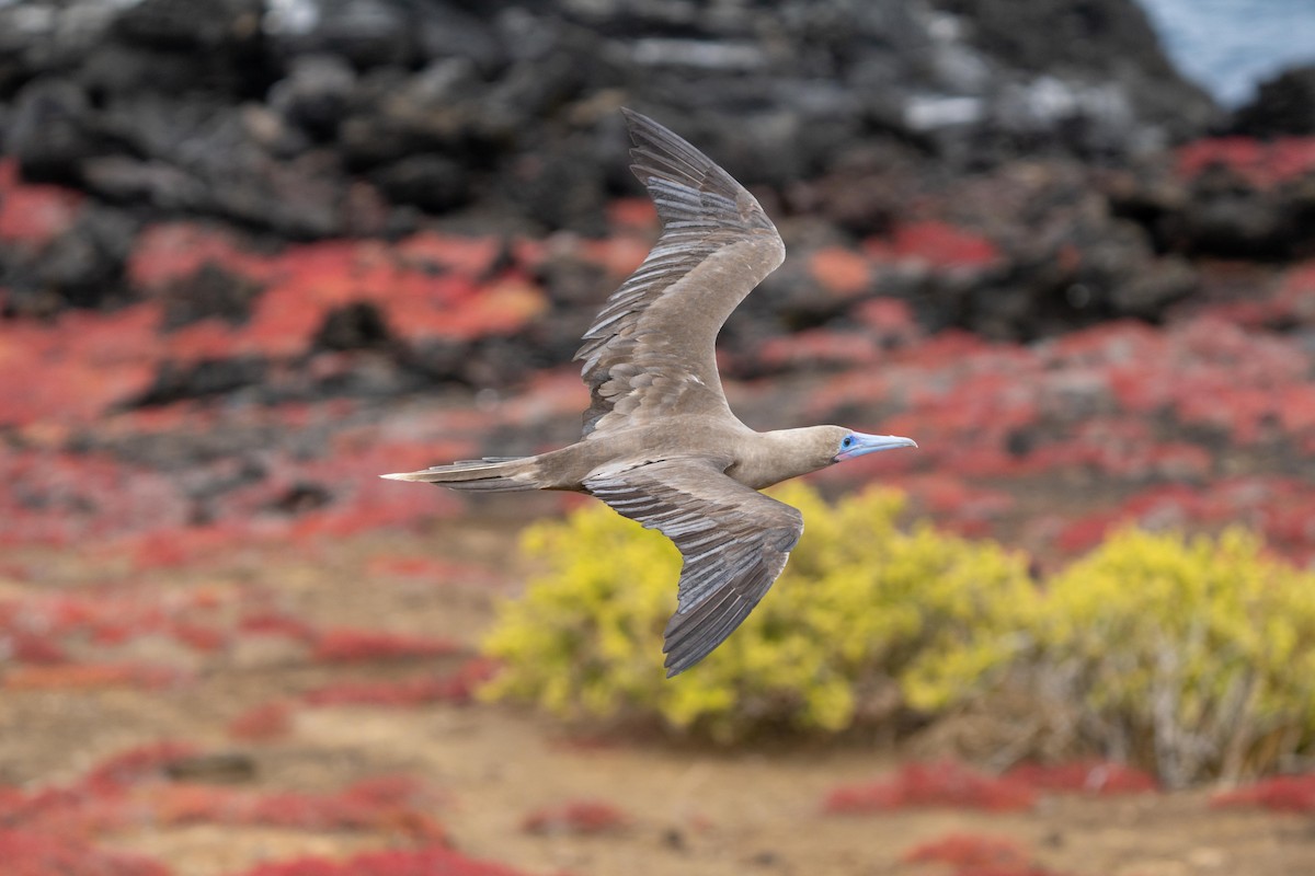 Red-footed Booby (Eastern Pacific) - ML628194299