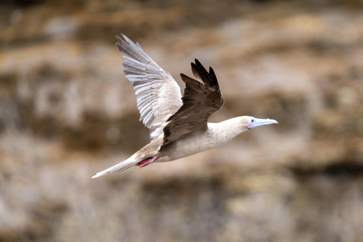 Red-footed Booby (Eastern Pacific) - ML628194300