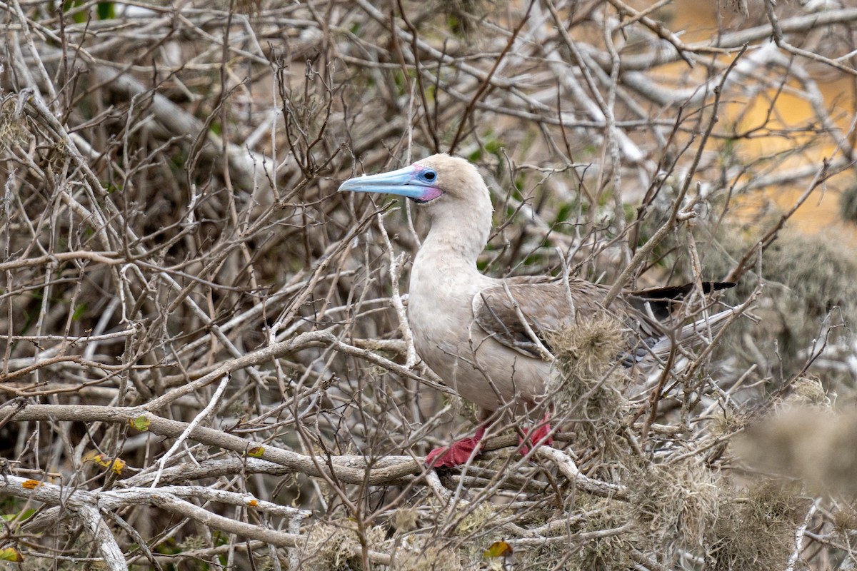 Red-footed Booby (Eastern Pacific) - ML628194301