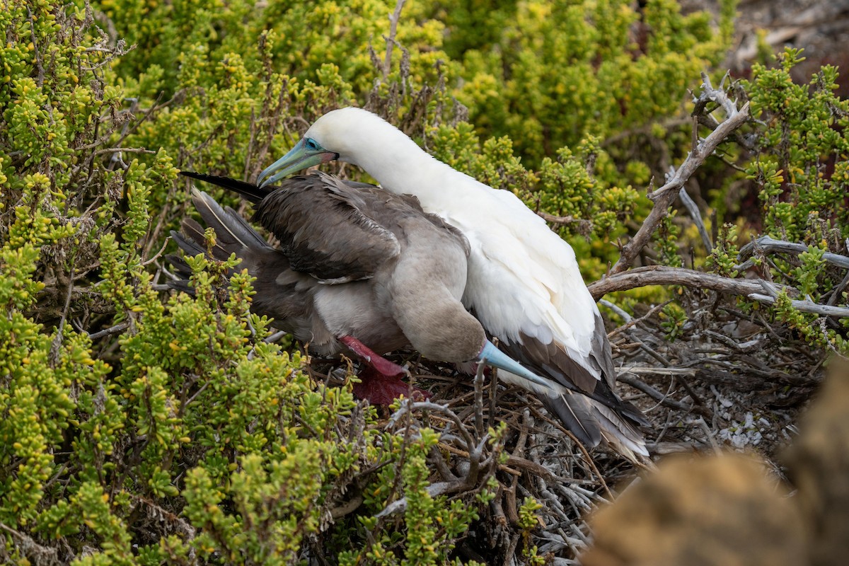 Red-footed Booby (Eastern Pacific) - ML628194302