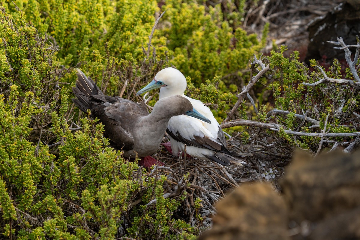 Red-footed Booby (Eastern Pacific) - ML628194303