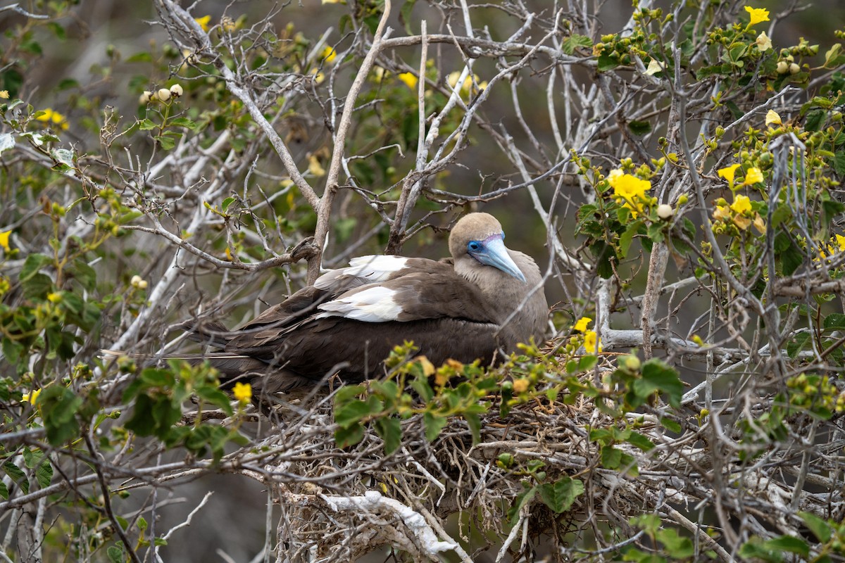Red-footed Booby (Eastern Pacific) - ML628194304