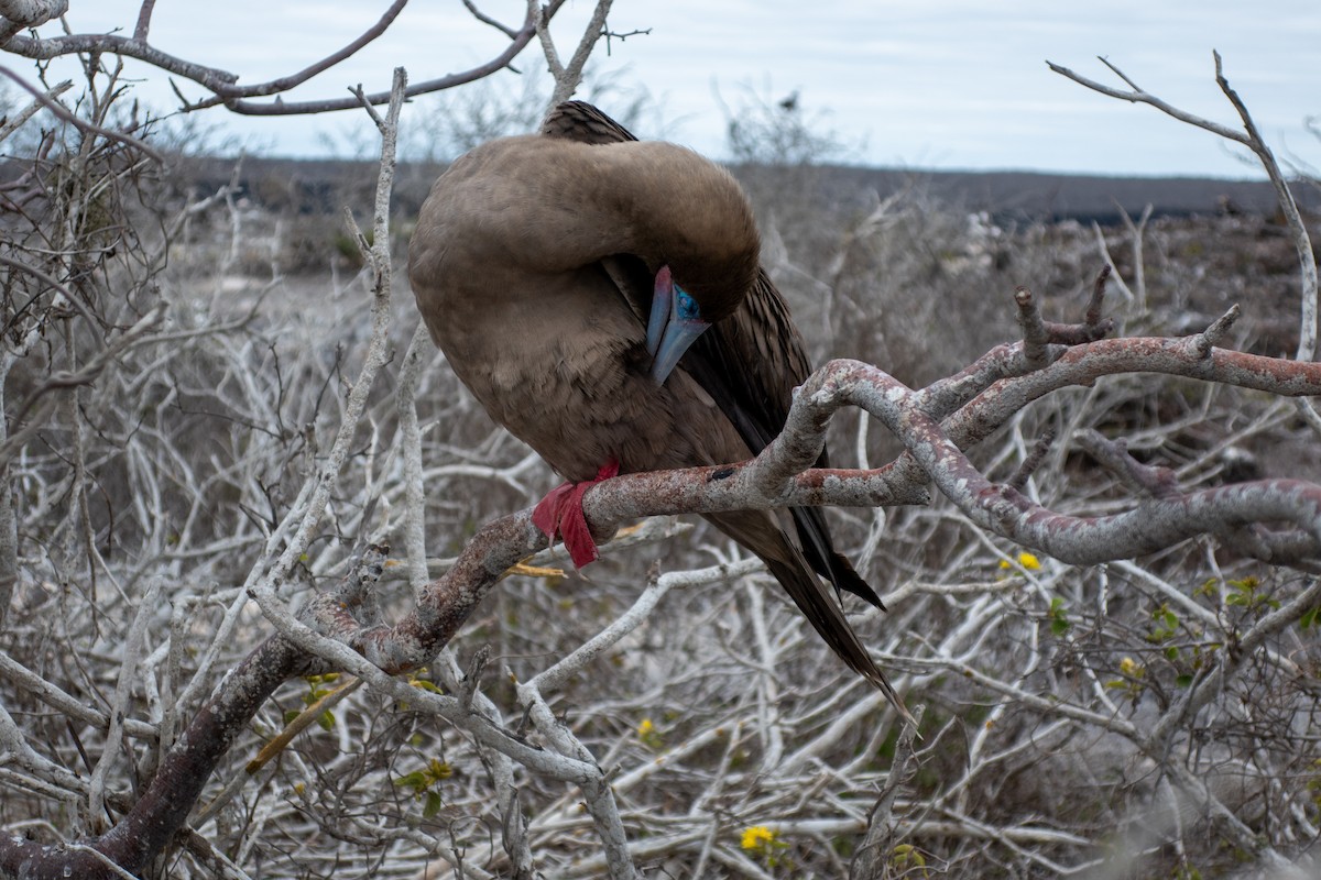 Red-footed Booby (Eastern Pacific) - ML628194376