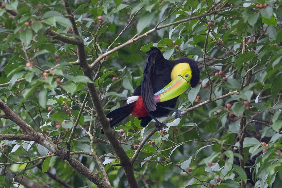 Keel-billed Toucan - ML628194403