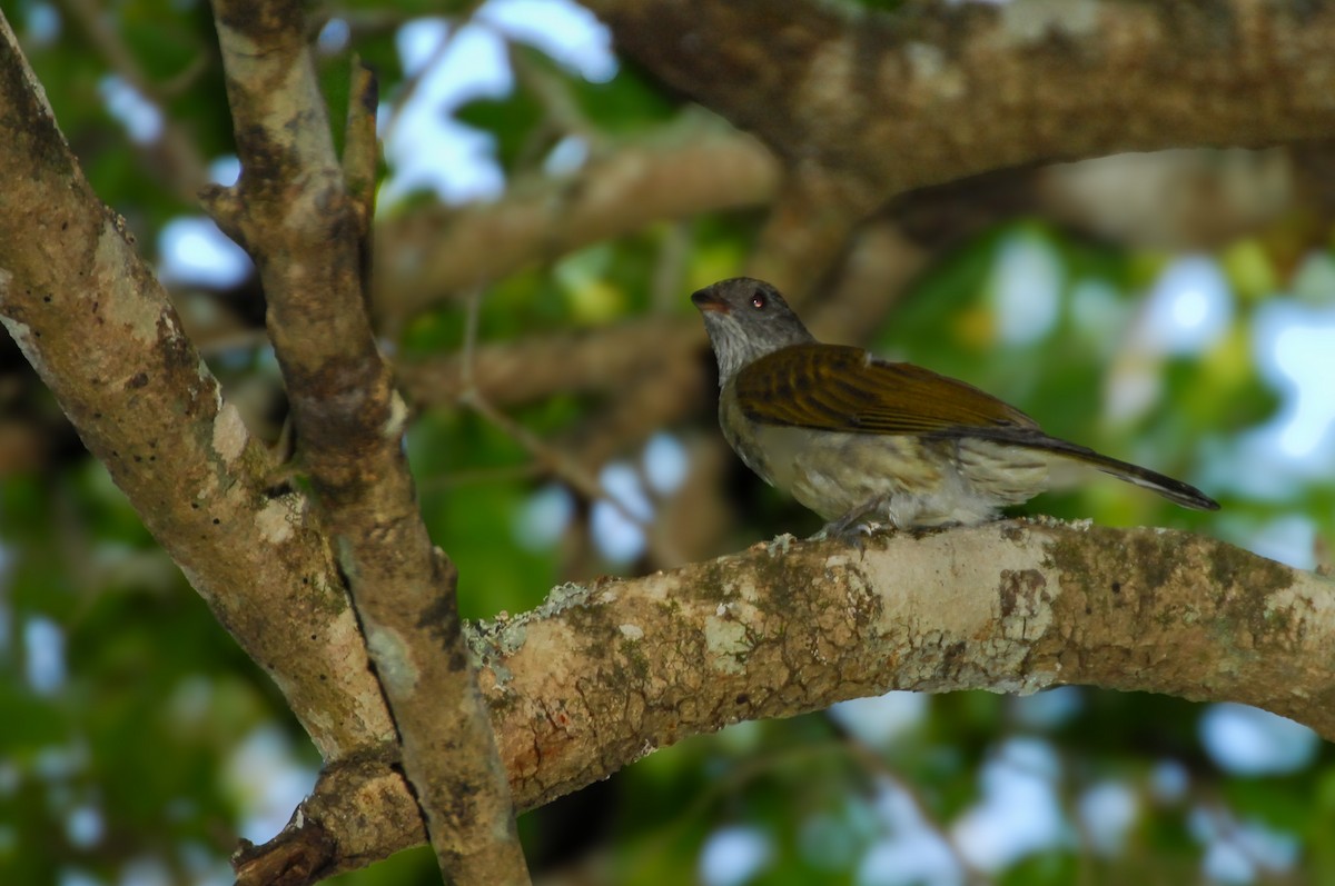 Scaly-throated Honeyguide - ML628194448