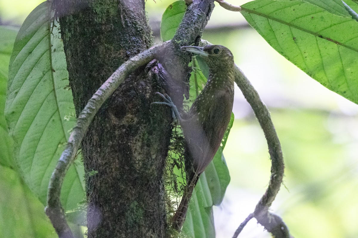 Cocoa Woodcreeper - ML628194636