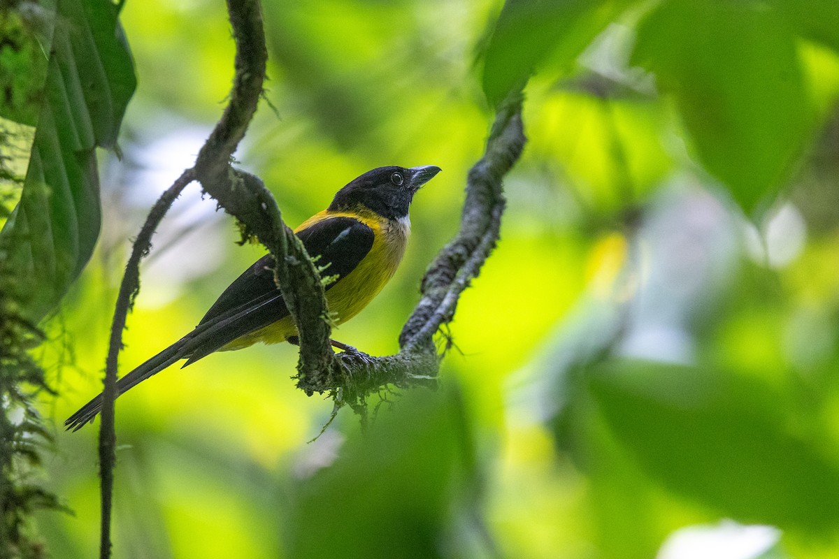 Black-cowled Oriole - ML628194649