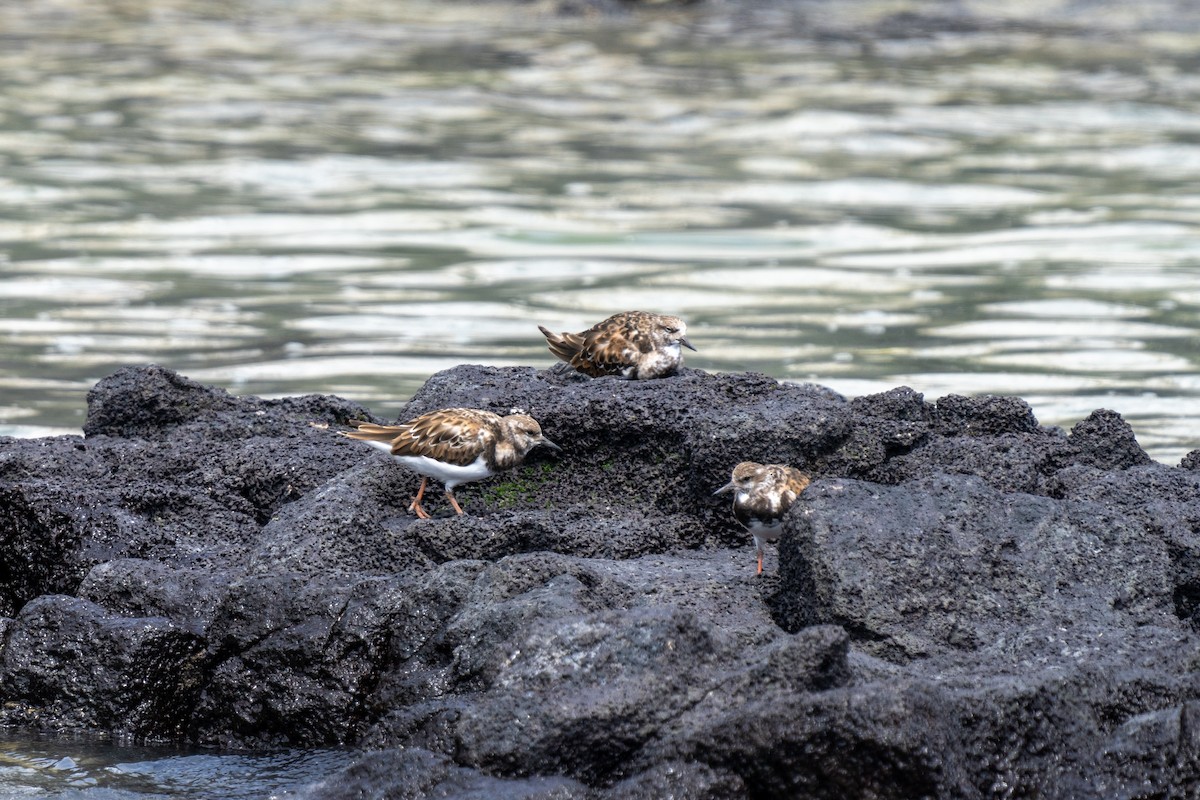 Ruddy Turnstone - ML628194654