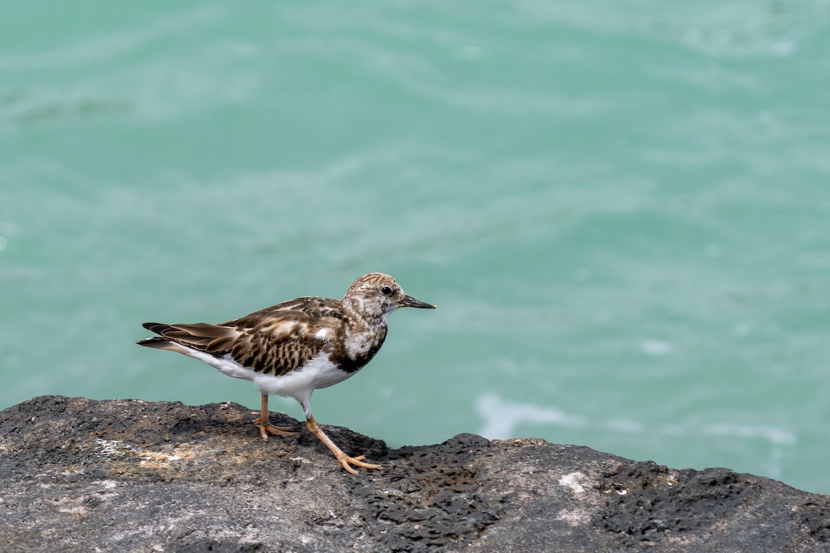 Ruddy Turnstone - ML628194658