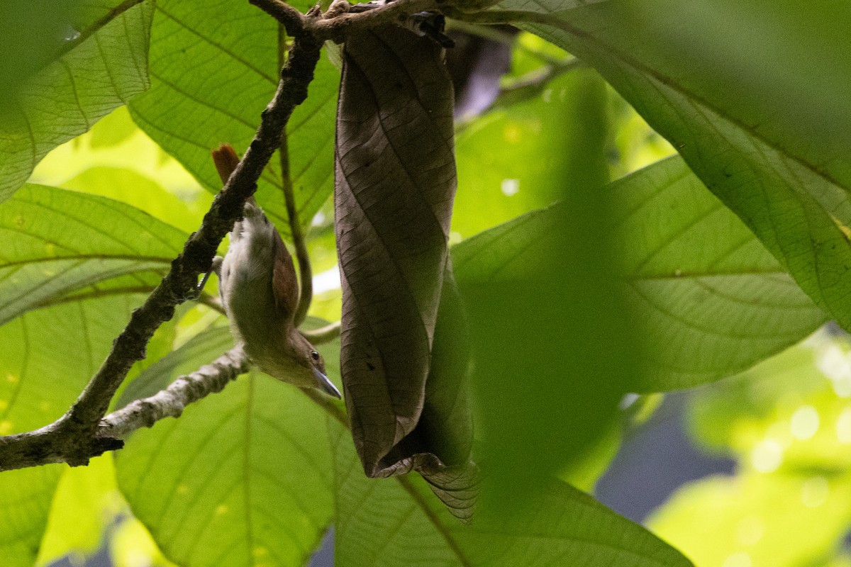 Cinnamon Becard - ML628194666