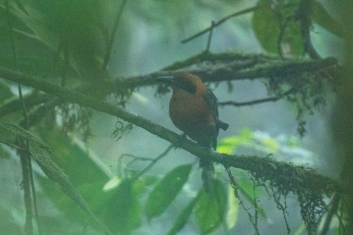 Rufous Motmot - ML628194862