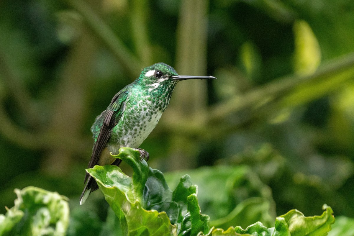 Purple-bibbed Whitetip - ML628195167