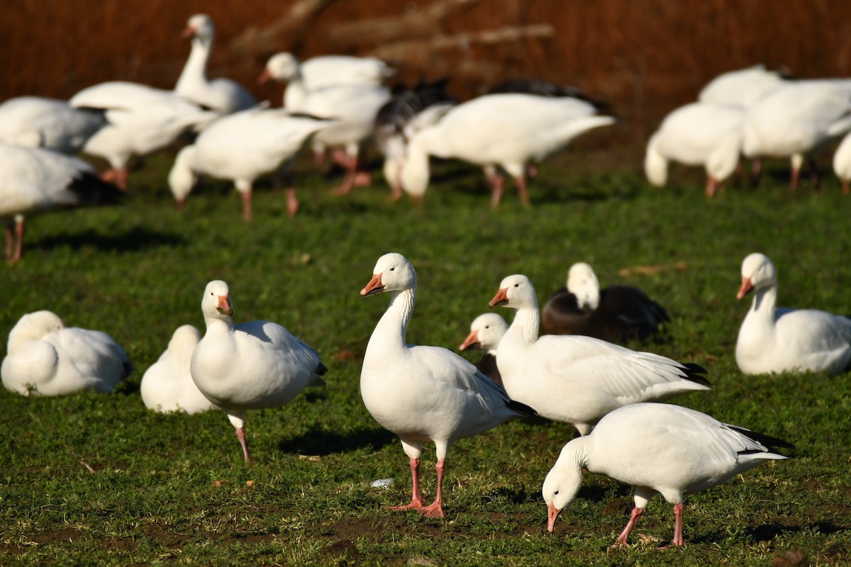 Snow Goose - ML628195274