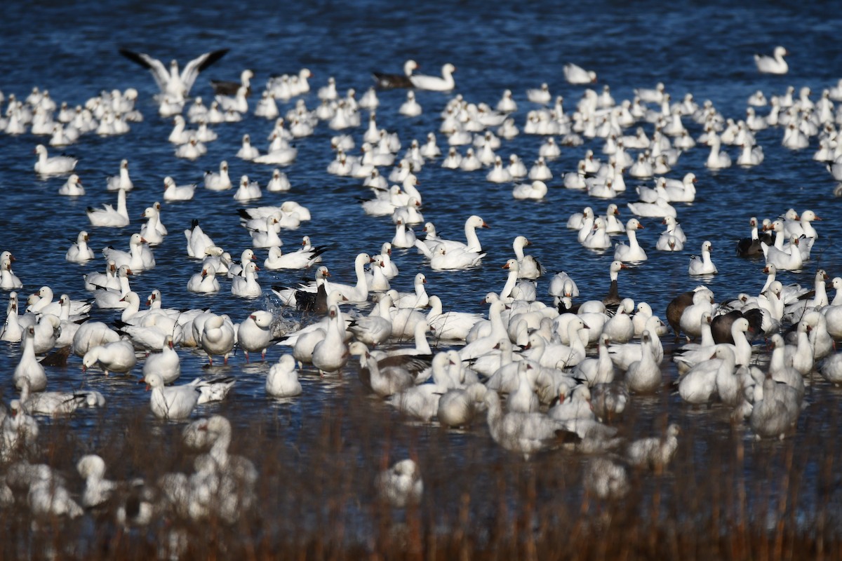 Snow Goose - ML628195317