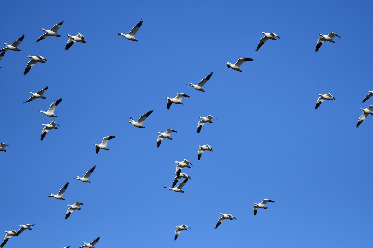 Snow Goose - ML628195339