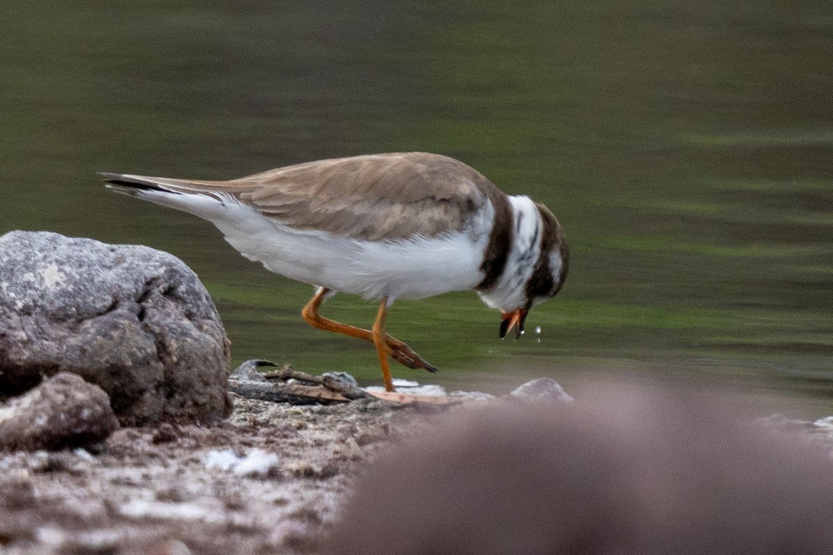 Semipalmated Plover - ML628195355