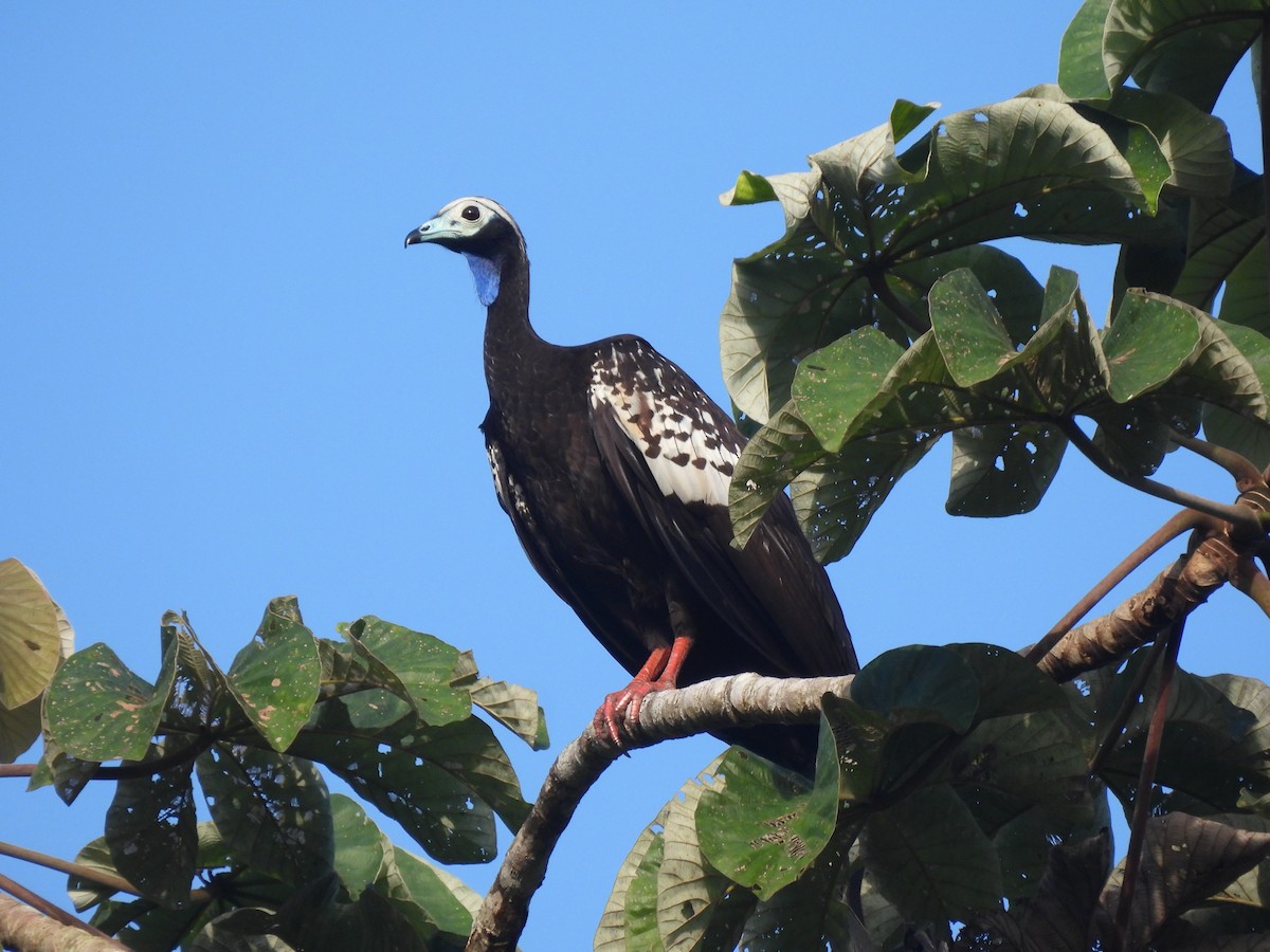 Trinidad Piping-Guan - ML628195413