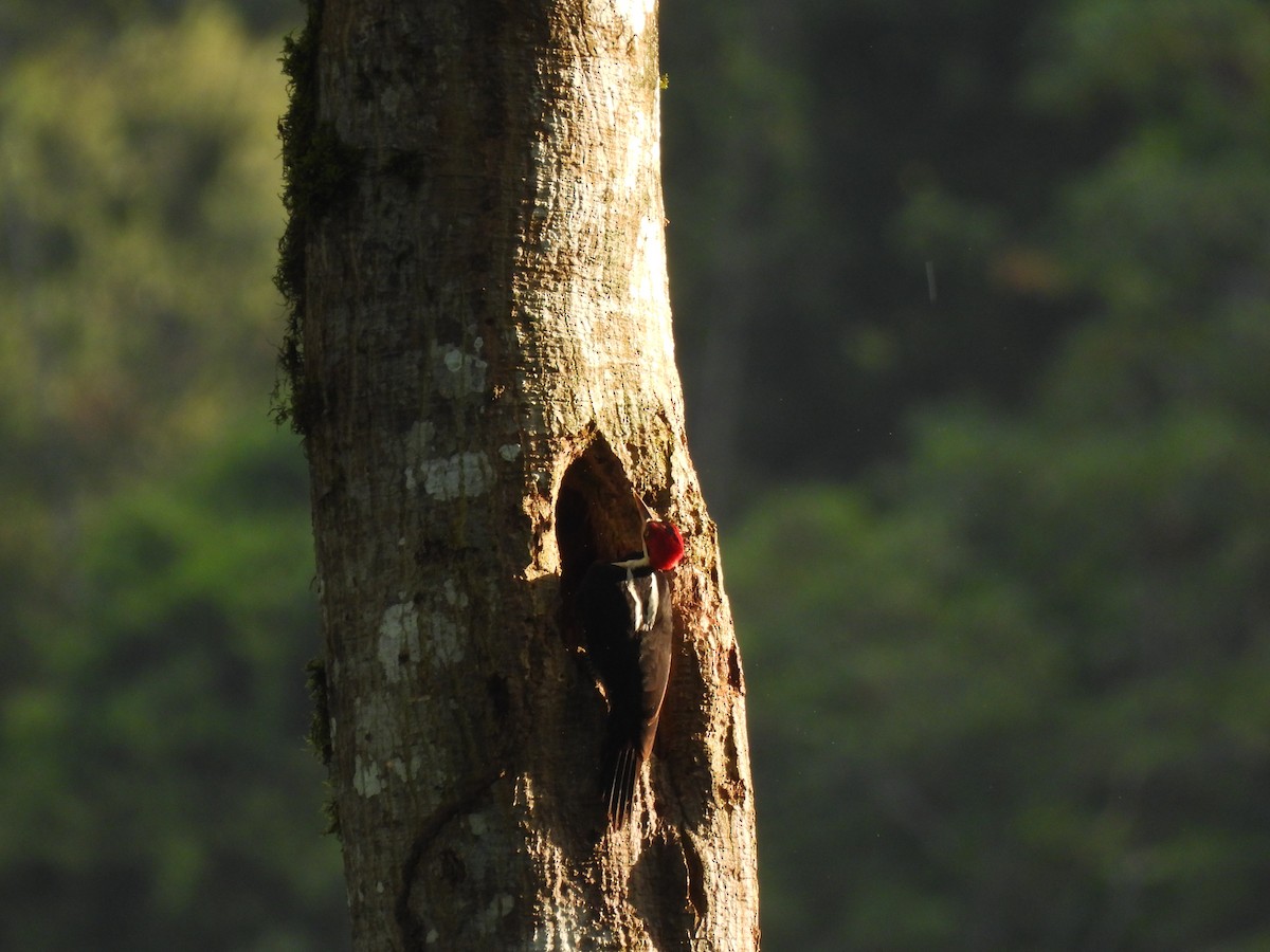Crimson-crested Woodpecker - ML628195422