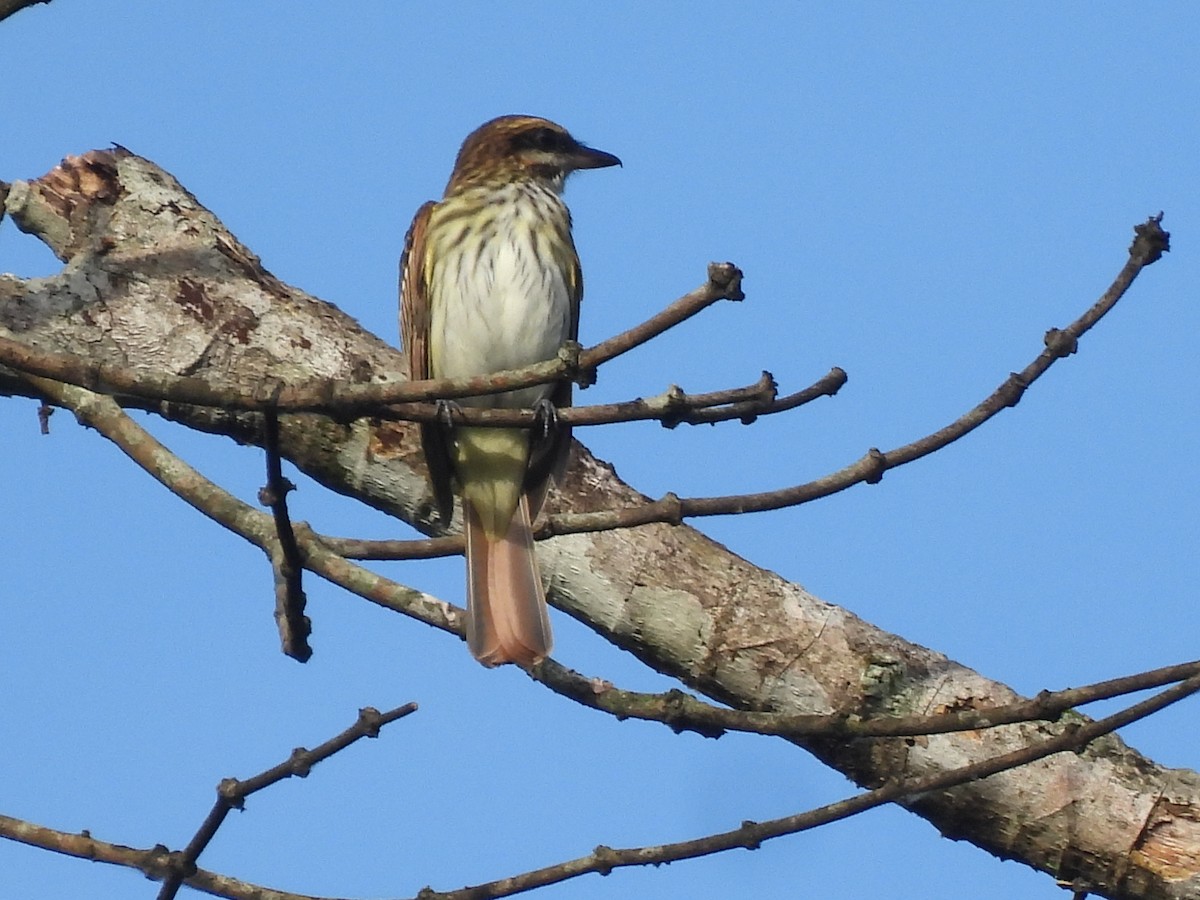 Streaked Flycatcher - ML628195446