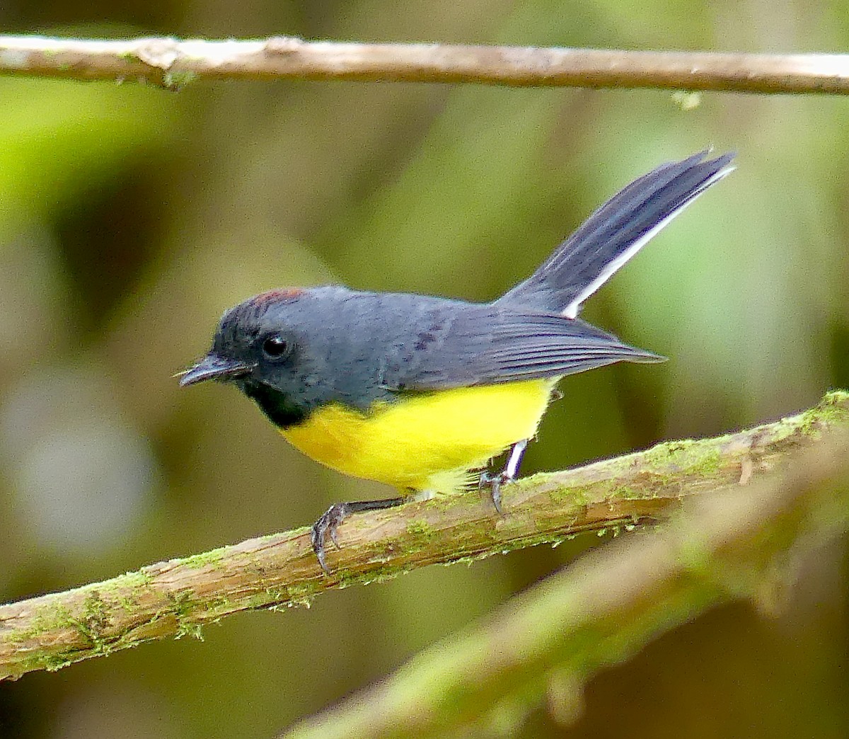 Slate-throated Redstart - ML628195466
