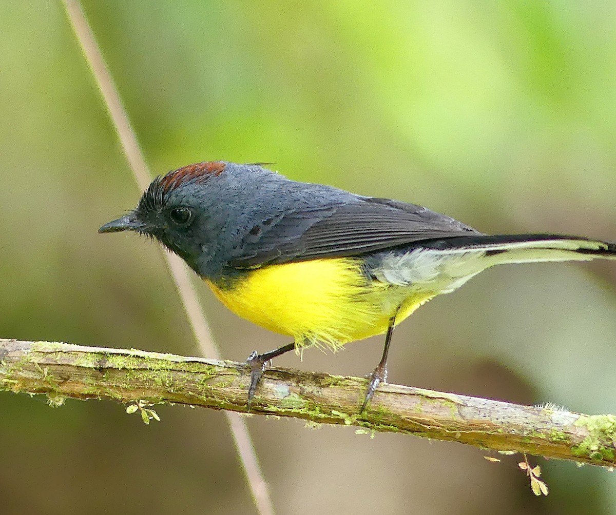 Slate-throated Redstart - ML628195471