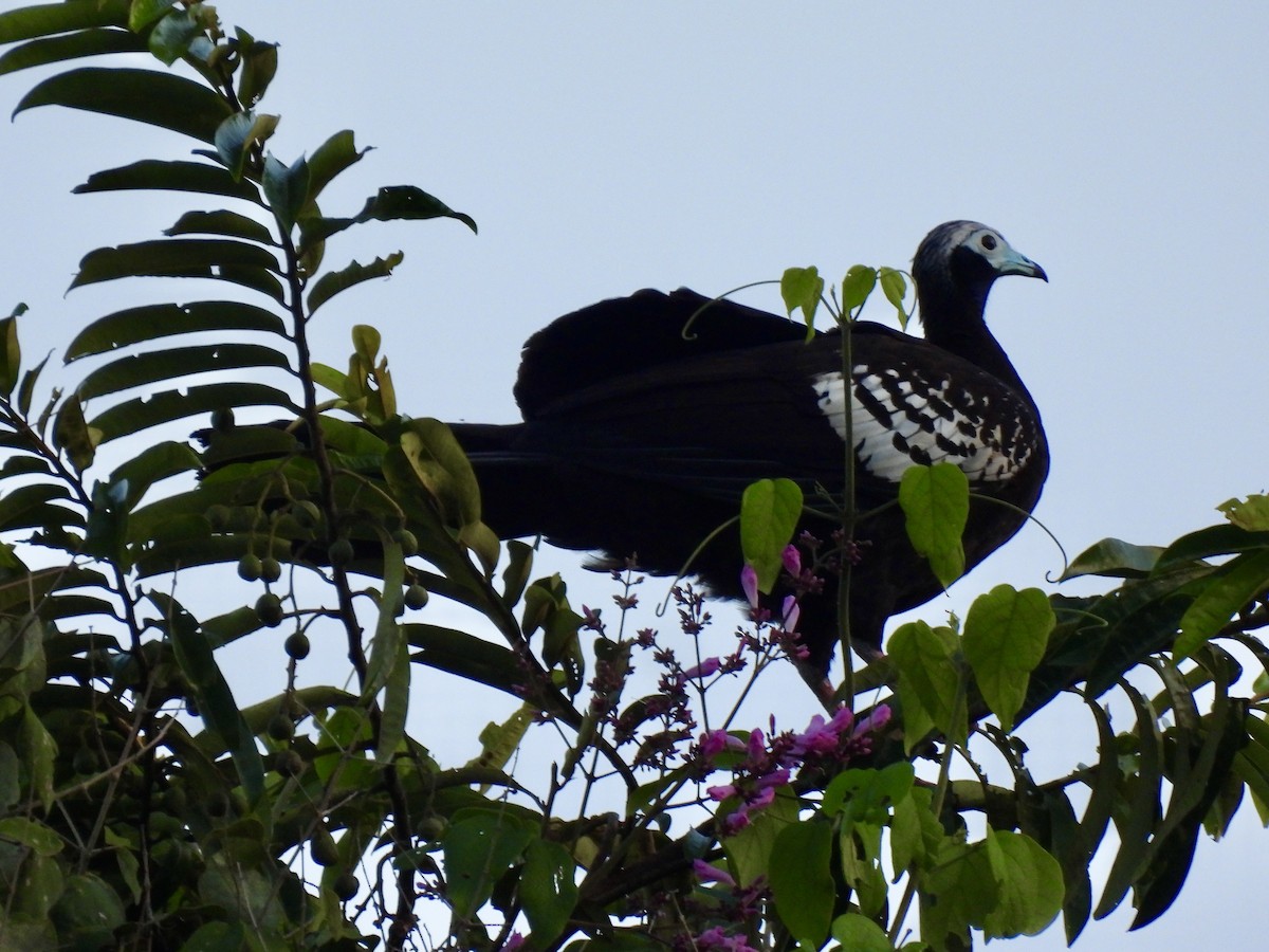 Trinidad Piping-Guan - ML628195519
