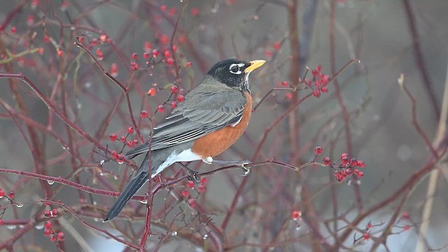 American Robin - ML628195543