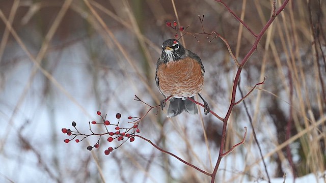 American Robin - ML628195544
