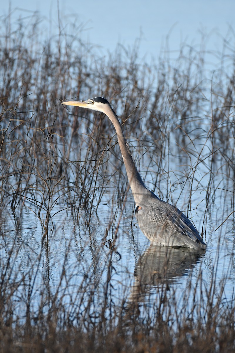 Great Blue Heron - ML628195574