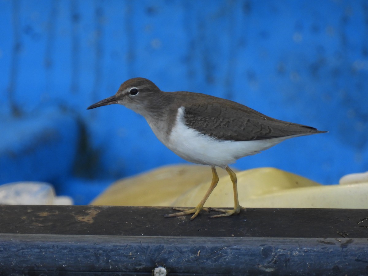 Spotted Sandpiper - ML628195601